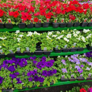 Trays (FLATS) of Spring Annuals
